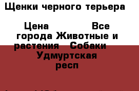 Щенки черного терьера › Цена ­ 35 000 - Все города Животные и растения » Собаки   . Удмуртская респ.